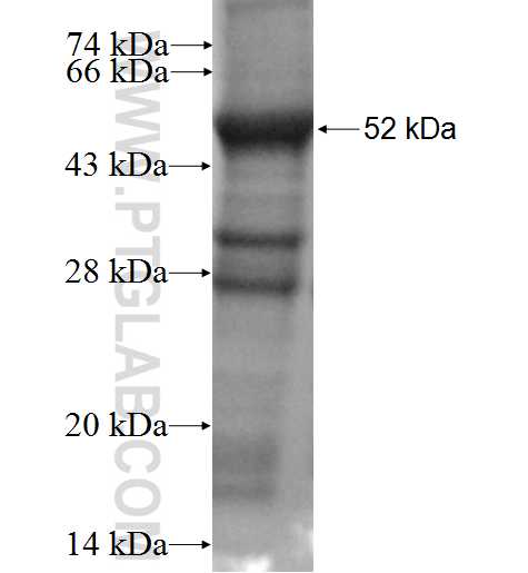 ROPN1L fusion protein Ag3178 SDS-PAGE