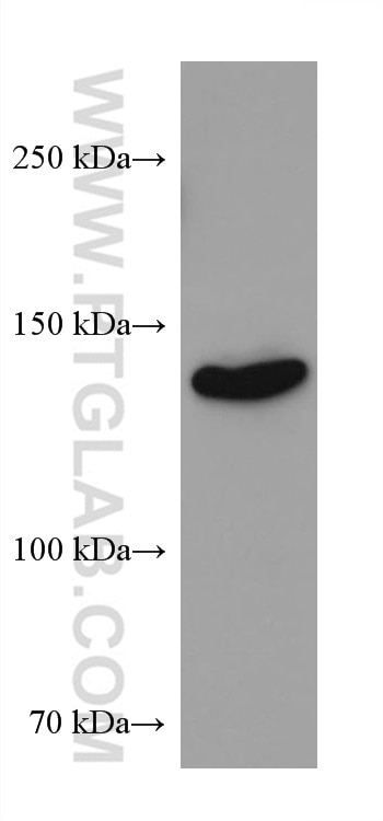 Western Blot (WB) analysis of NIH/3T3 cells using ROR1 Monoclonal antibody (66923-1-Ig)