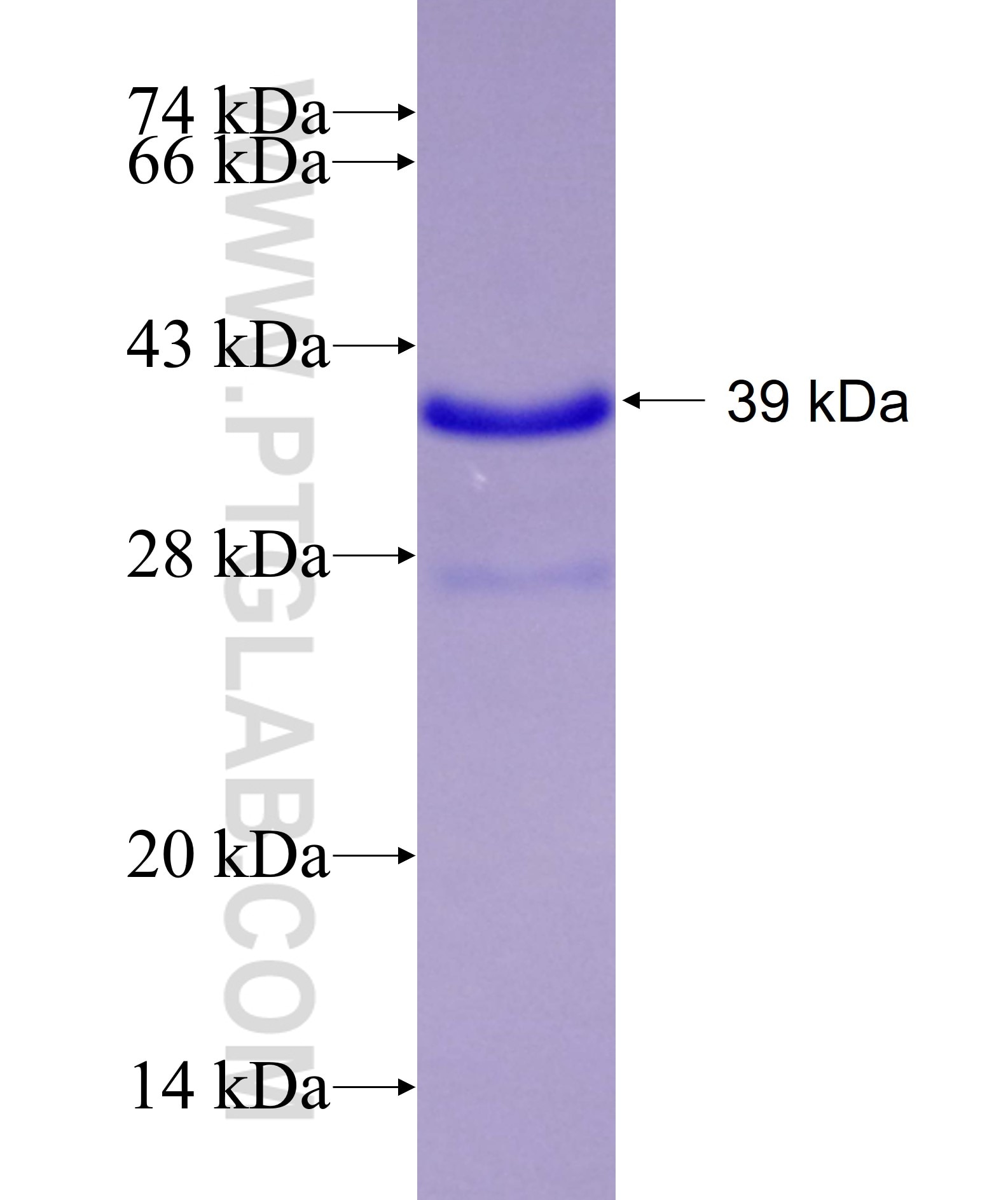 ROR1 fusion protein Ag14586 SDS-PAGE