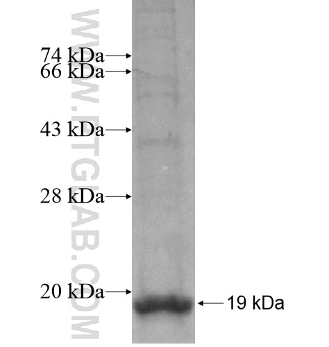 ROR1 fusion protein Ag15162 SDS-PAGE