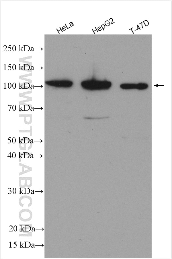 Western Blot (WB) analysis of various lysates using ROR2 Polyclonal antibody (25842-1-AP)