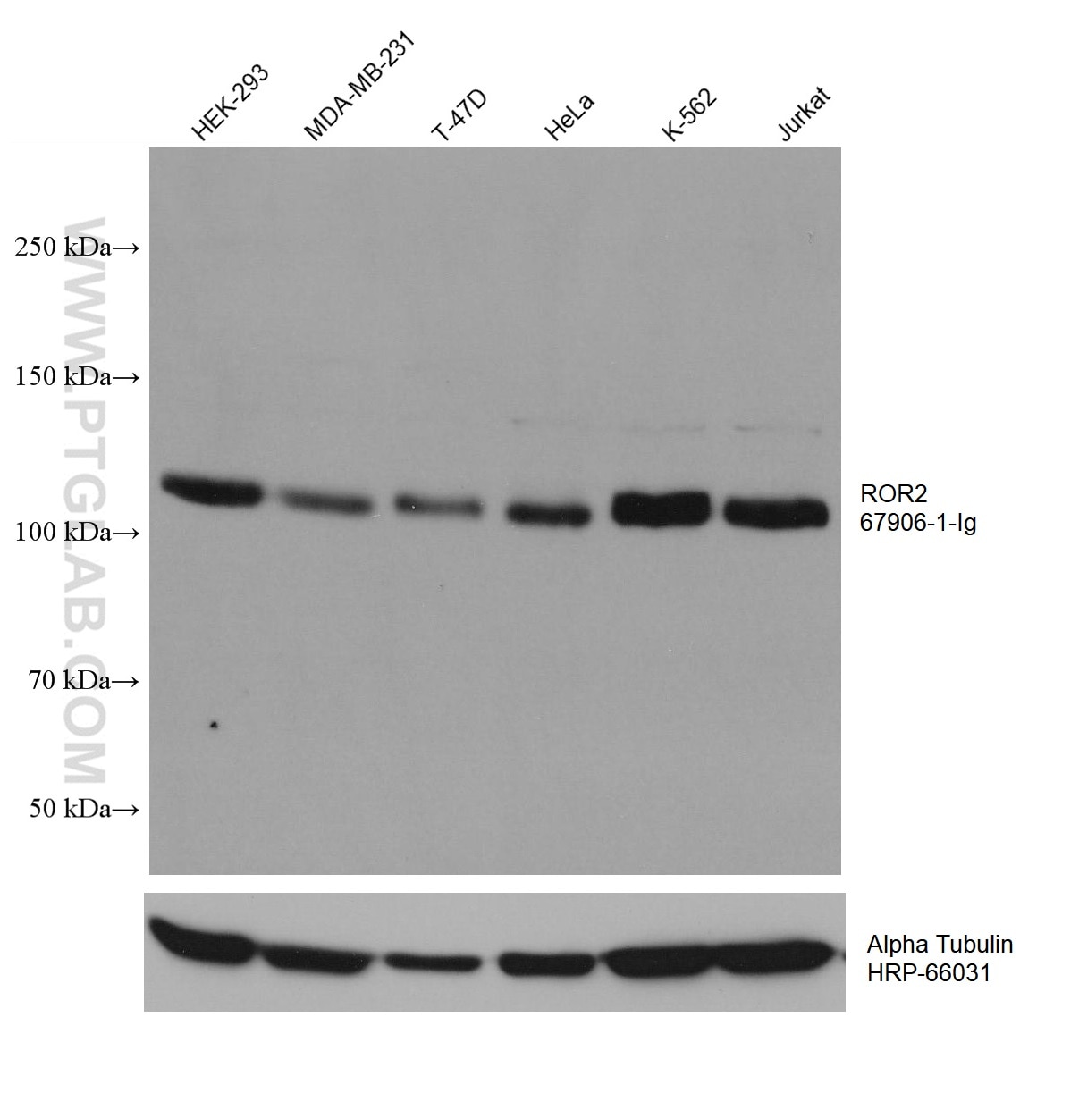 Western Blot (WB) analysis of various lysates using ROR2 Monoclonal antibody (67906-1-Ig)