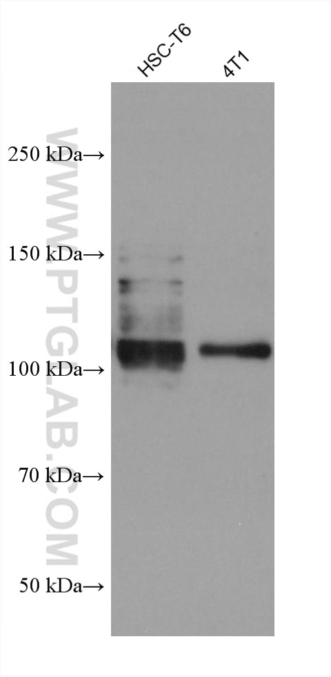 Western Blot (WB) analysis of various lysates using ROR2 Monoclonal antibody (67906-1-Ig)