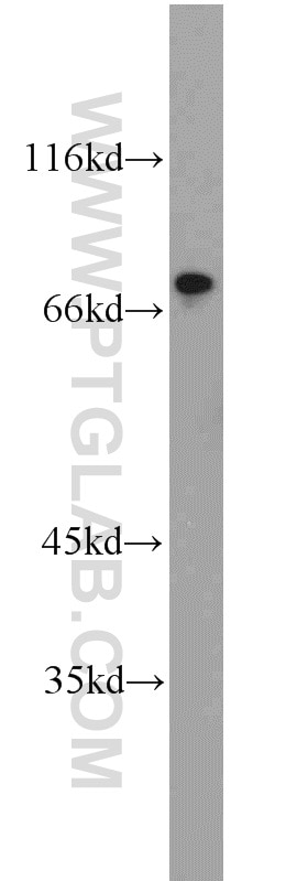 Western Blot (WB) analysis of PC-3 cells using RORA Polyclonal antibody (10616-1-AP)