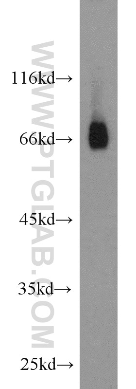 Western Blot (WB) analysis of HeLa cells using RORA Polyclonal antibody (10616-1-AP)