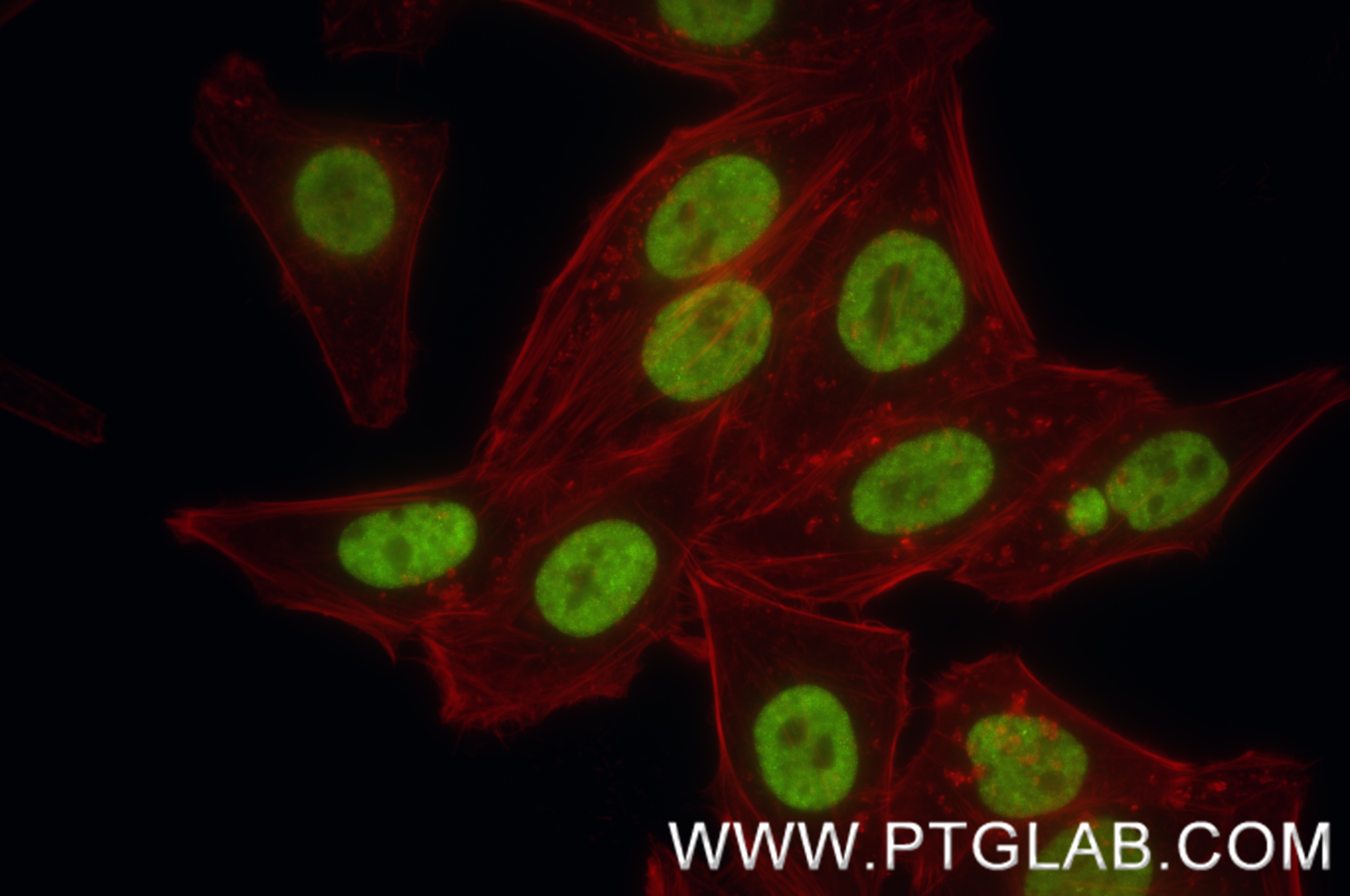 Immunofluorescence (IF) / fluorescent staining of HepG2 cells using RORA Recombinant antibody, PBS Only (82930-1-PBS)