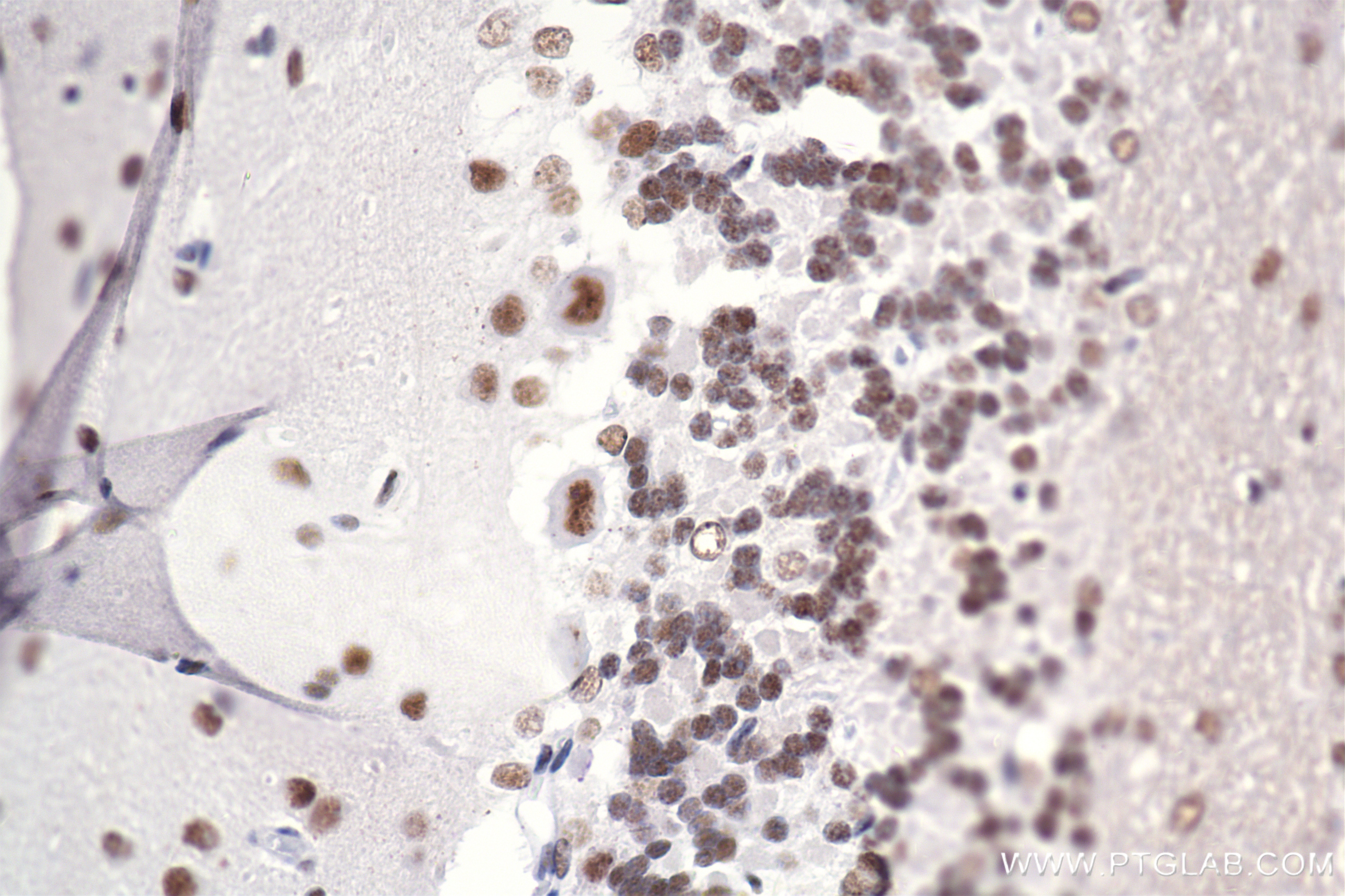 Immunohistochemistry (IHC) staining of rat cerebellum tissue using RORA Recombinant antibody, PBS Only (82930-1-PBS)