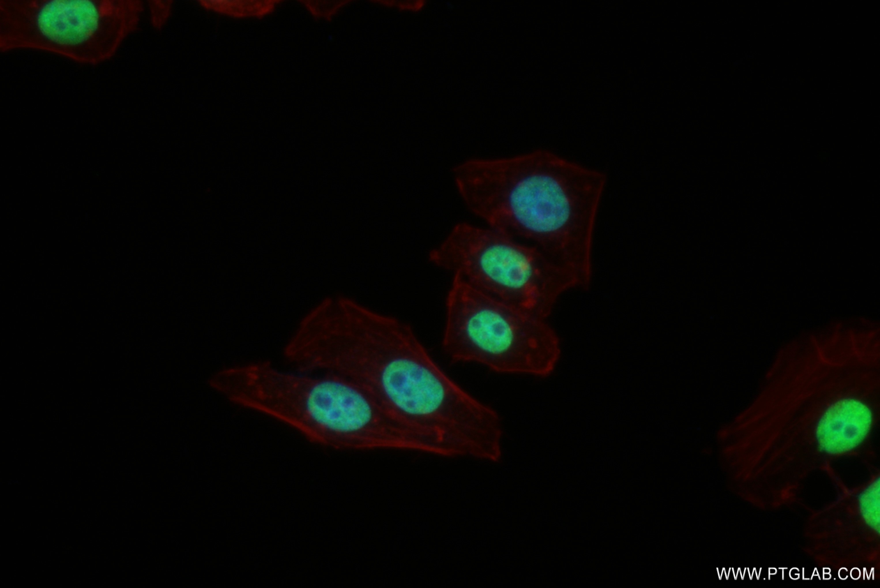 IF Staining of HepG2 using 82930-1-RR