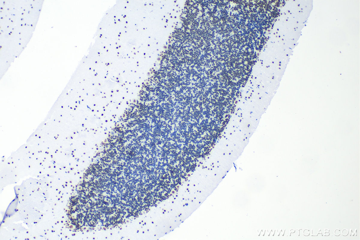 IHC staining of rat cerebellum using 82930-1-RR