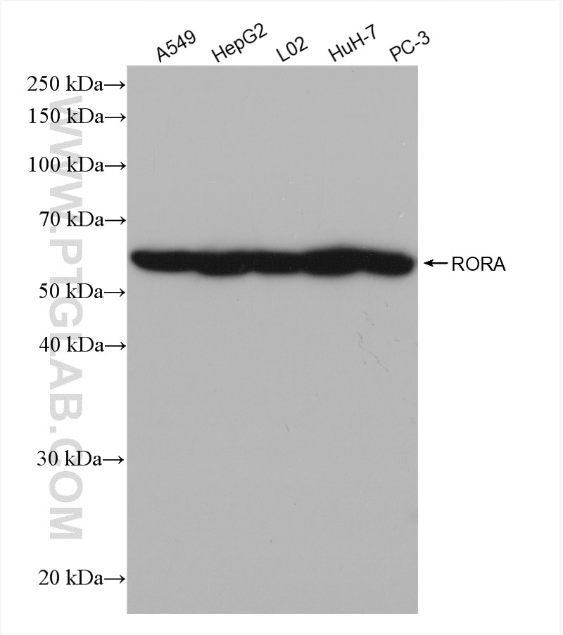 WB analysis using 82930-1-RR