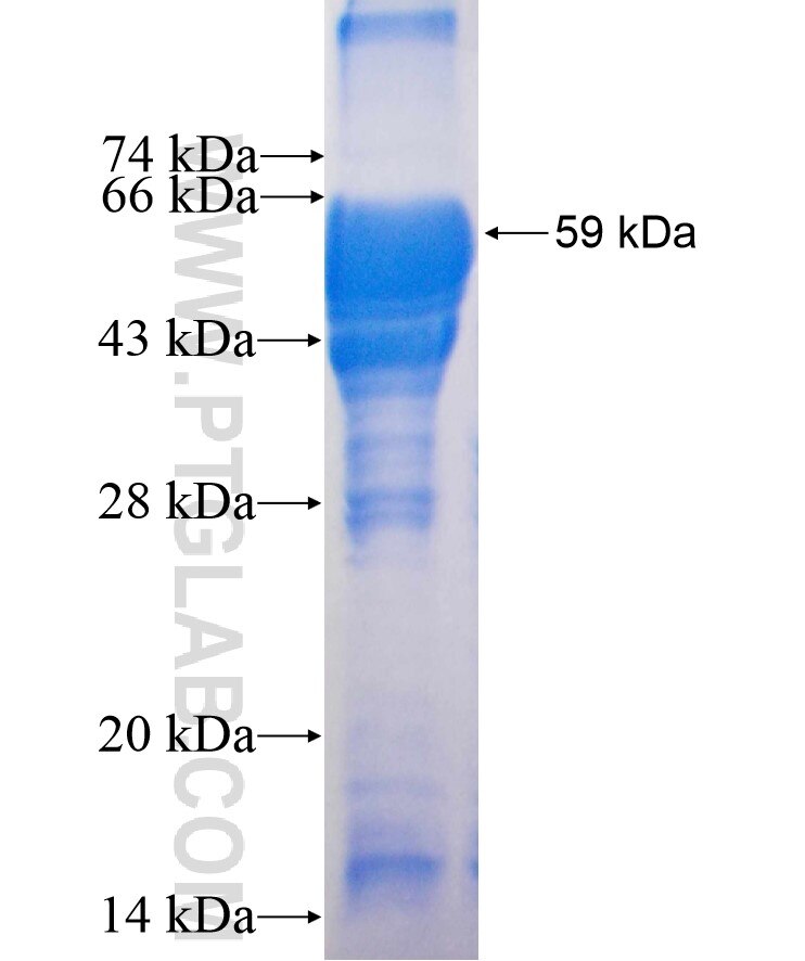 RORA fusion protein Ag0944 SDS-PAGE