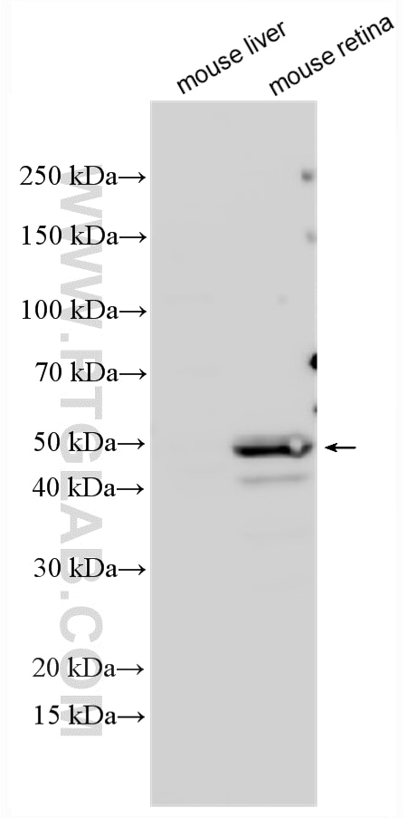 Western Blot (WB) analysis of various lysates using RORB Polyclonal antibody (17635-1-AP)
