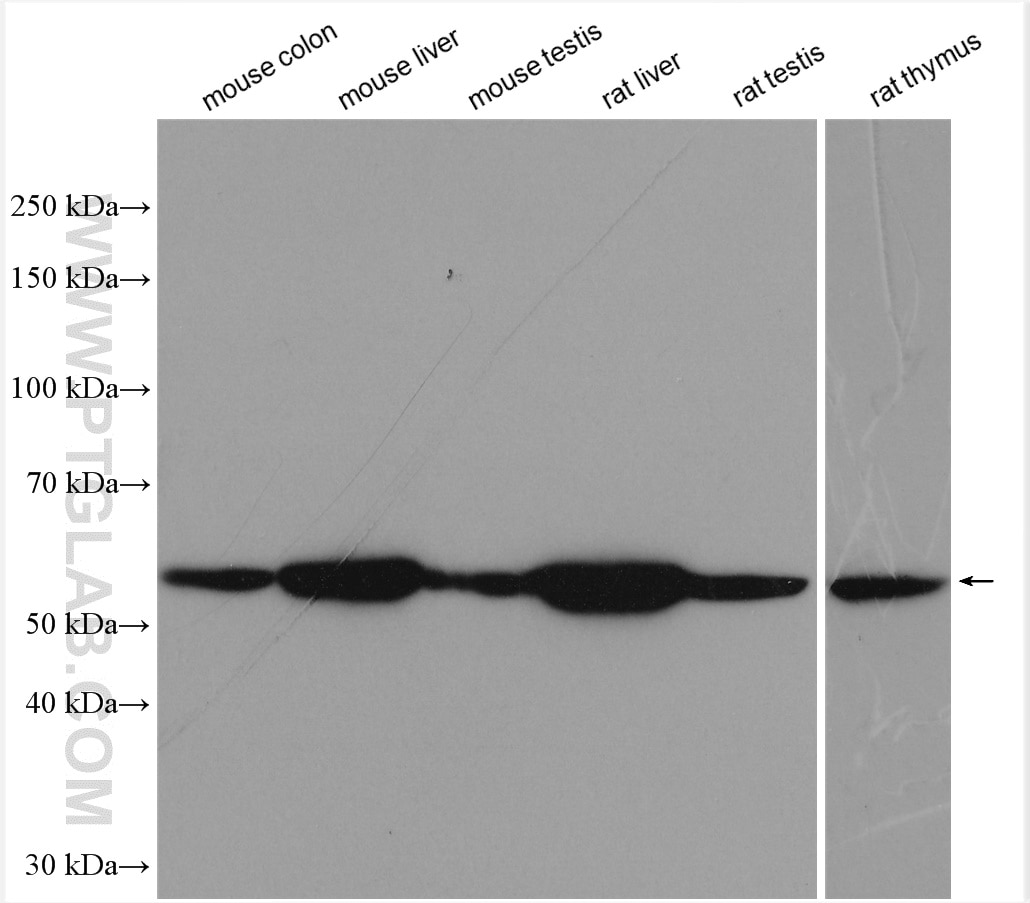 Western Blot (WB) analysis of various lysates using RORC Polyclonal antibody (29910-1-AP)