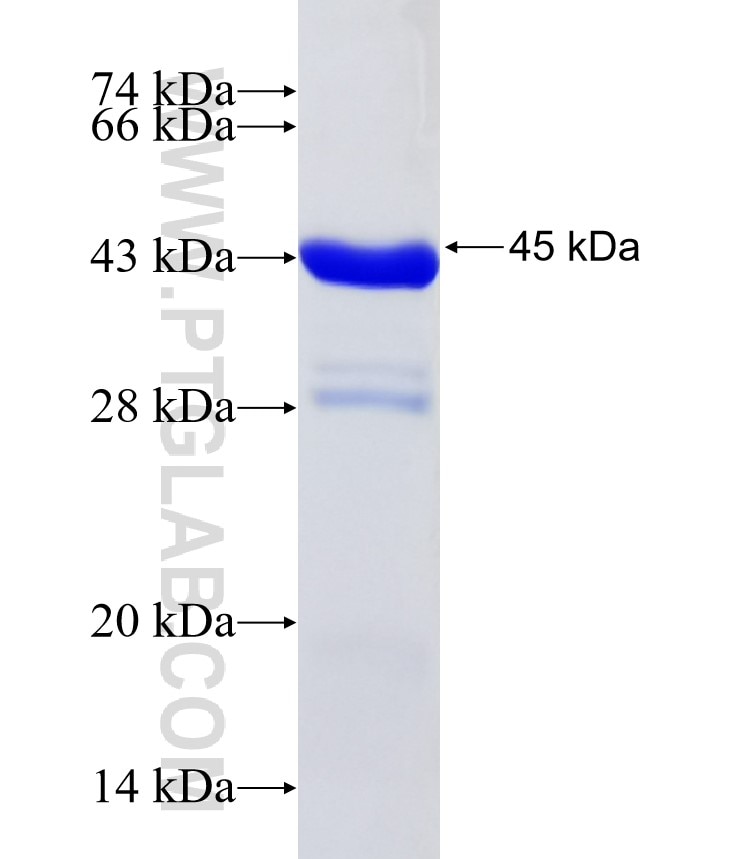 RORC fusion protein Ag31783 SDS-PAGE