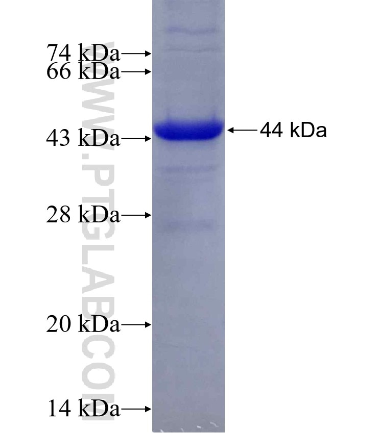 RORC fusion protein Ag6921 SDS-PAGE