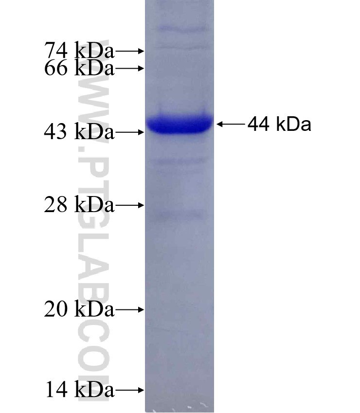 RORC fusion protein Ag6921 SDS-PAGE