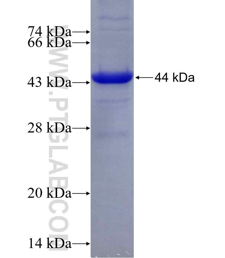 RORC fusion protein Ag6921 SDS-PAGE