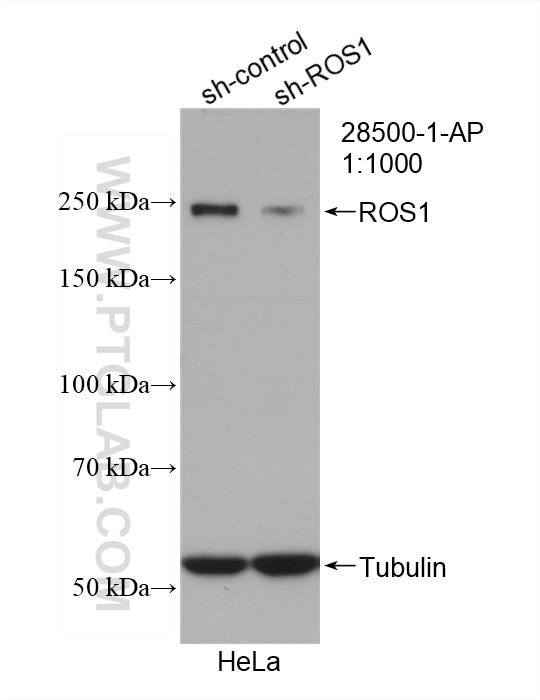 WB analysis of hela using 28500-1-AP