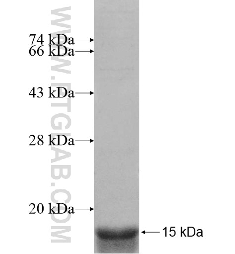 RP11-345P4.4 fusion protein Ag12211 SDS-PAGE