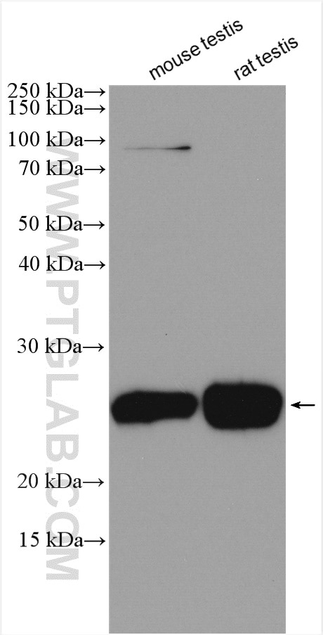 Western Blot (WB) analysis of various lysates using DPCD Polyclonal antibody (20936-1-AP)