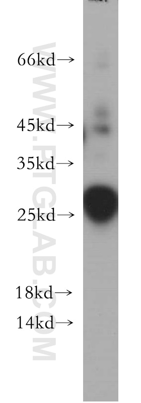 Western Blot (WB) analysis of human testis tissue using DPCD Polyclonal antibody (20936-1-AP)