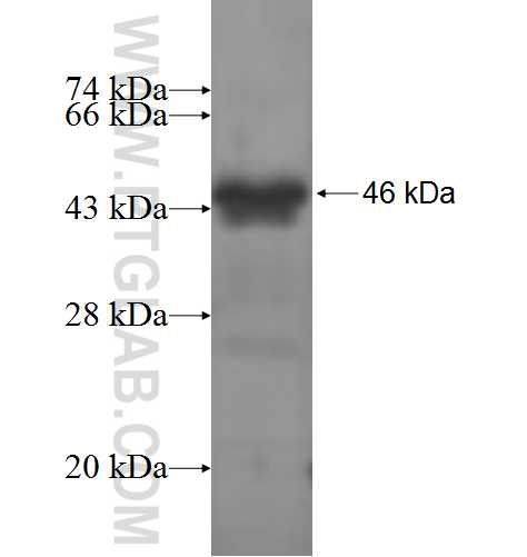 RP2 fusion protein Ag5630 SDS-PAGE