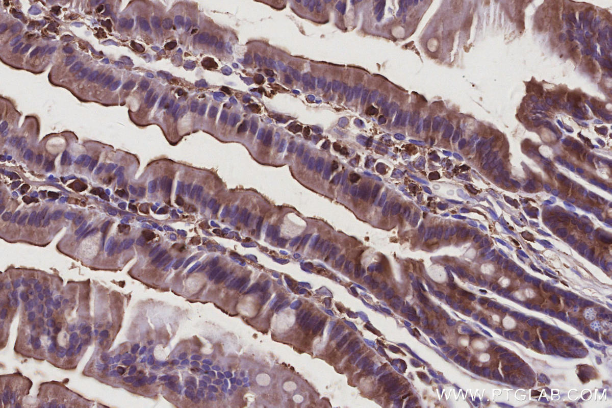 Immunohistochemistry (IHC) staining of mouse small intestine tissue using MST4 Polyclonal antibody (10847-1-AP)