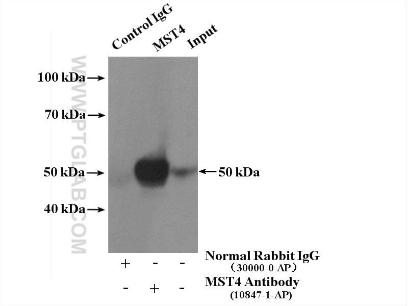 Immunoprecipitation (IP) experiment of MCF-7 cells using MST4 Polyclonal antibody (10847-1-AP)