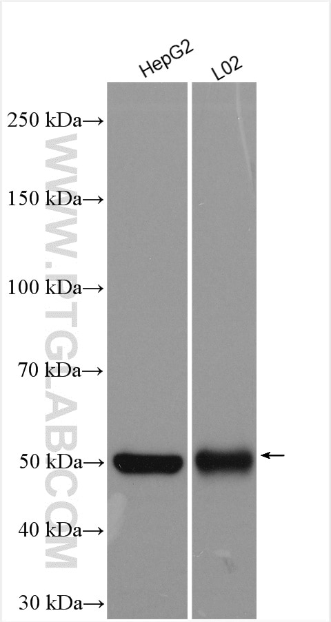 Western Blot (WB) analysis of various lysates using MST4 Polyclonal antibody (10847-1-AP)