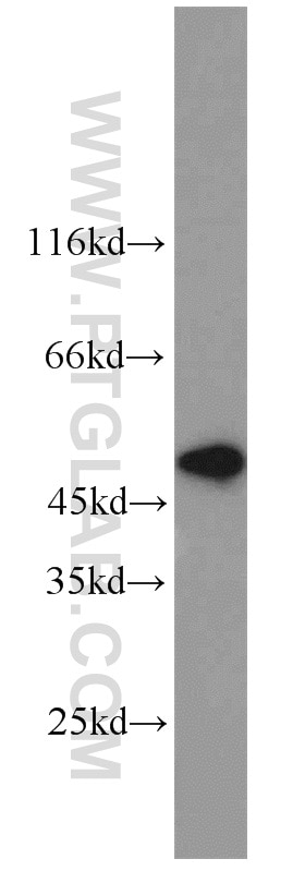 WB analysis of HL-60 using 10847-1-AP