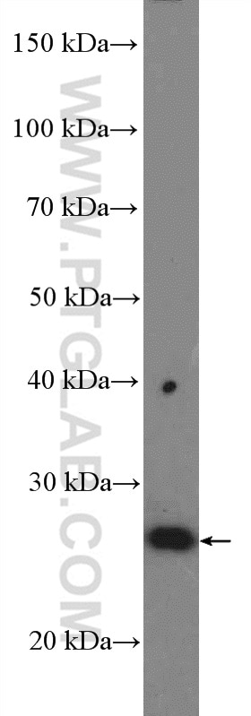 Western Blot (WB) analysis of MCF-7 cells using RP9 Polyclonal antibody (16832-1-AP)