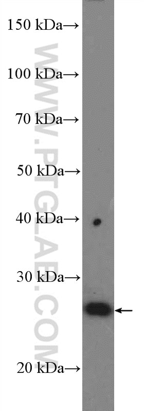 WB analysis of MCF-7 using 16832-1-AP