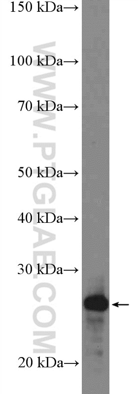 WB analysis of HepG2 using 16832-1-AP