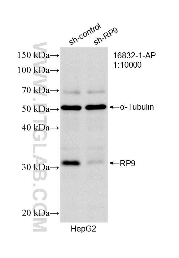WB analysis of HepG2 using 16832-1-AP Western Blot (WB) analysis of HepG2 cells using RP9 Polyclonal antibody (16832-1-AP)