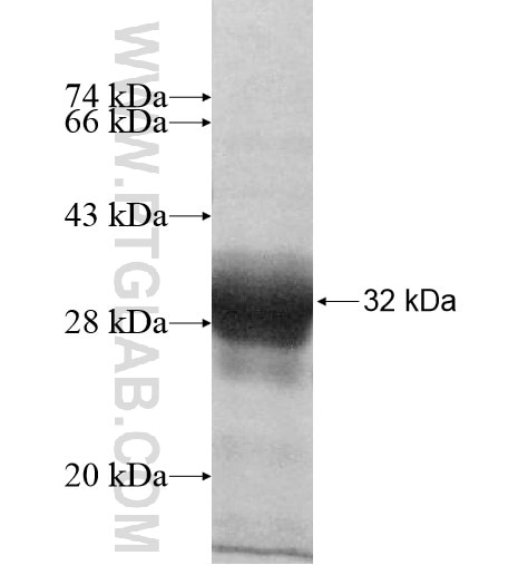 RP9 fusion protein Ag10389 SDS-PAGE