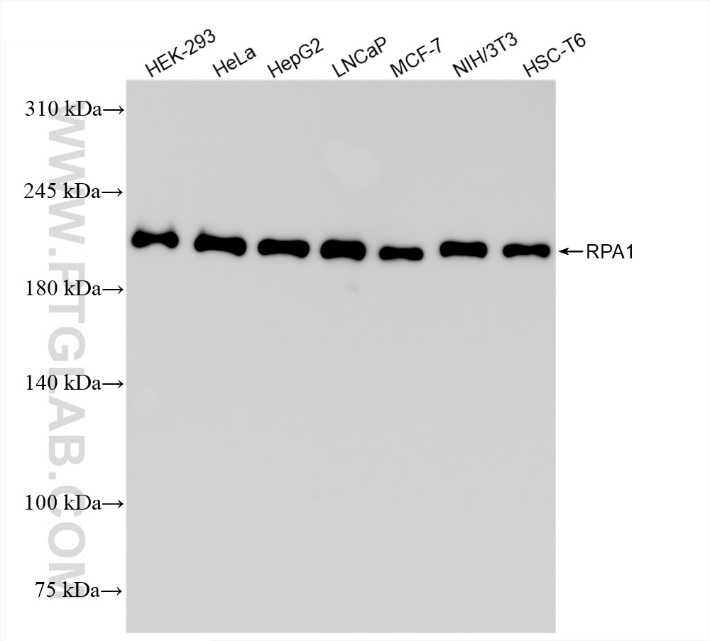 Western Blot (WB) analysis of various lysates using POLR1A Recombinant antibody (85633-1-RR)