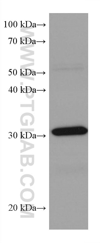 Western Blot (WB) analysis of rat testis tissue using RPA2 Monoclonal antibody (67999-1-Ig)