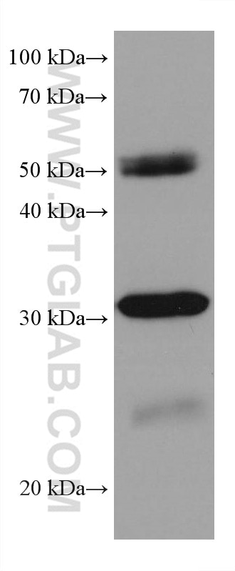 Western Blot (WB) analysis of mouse testis tissue using RPA2 Monoclonal antibody (67999-1-Ig)
