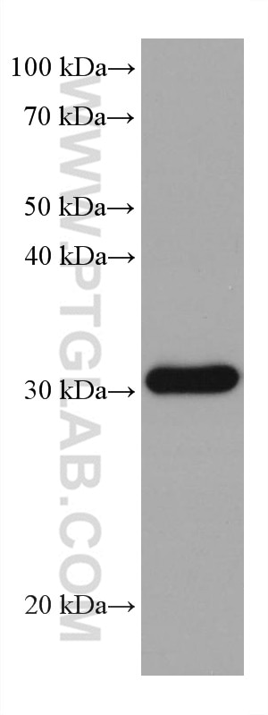 Western Blot (WB) analysis of rabbit spleen tissue using RPA2 Monoclonal antibody (67999-1-Ig)