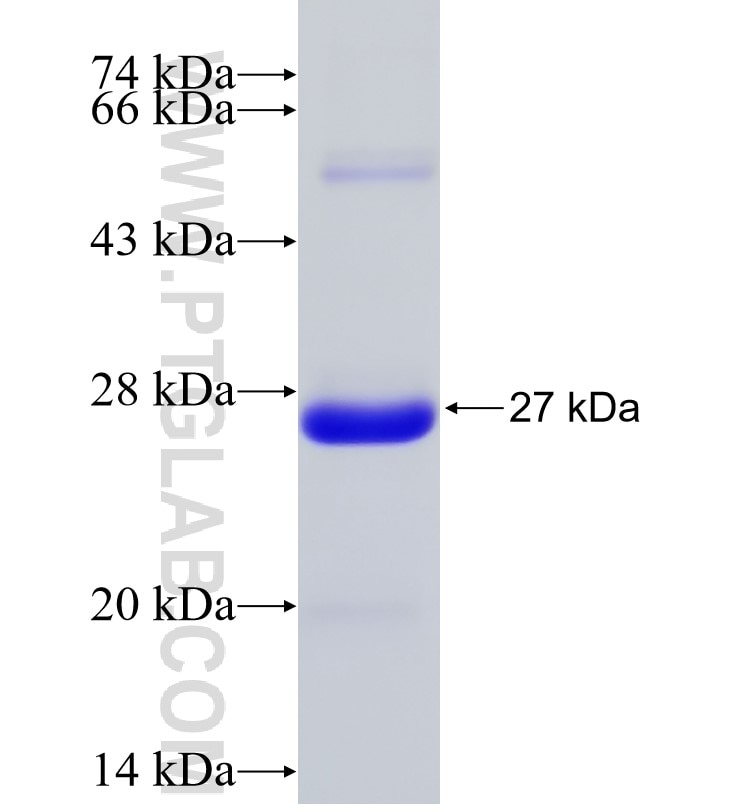 RPA2 fusion protein Ag24783 SDS-PAGE