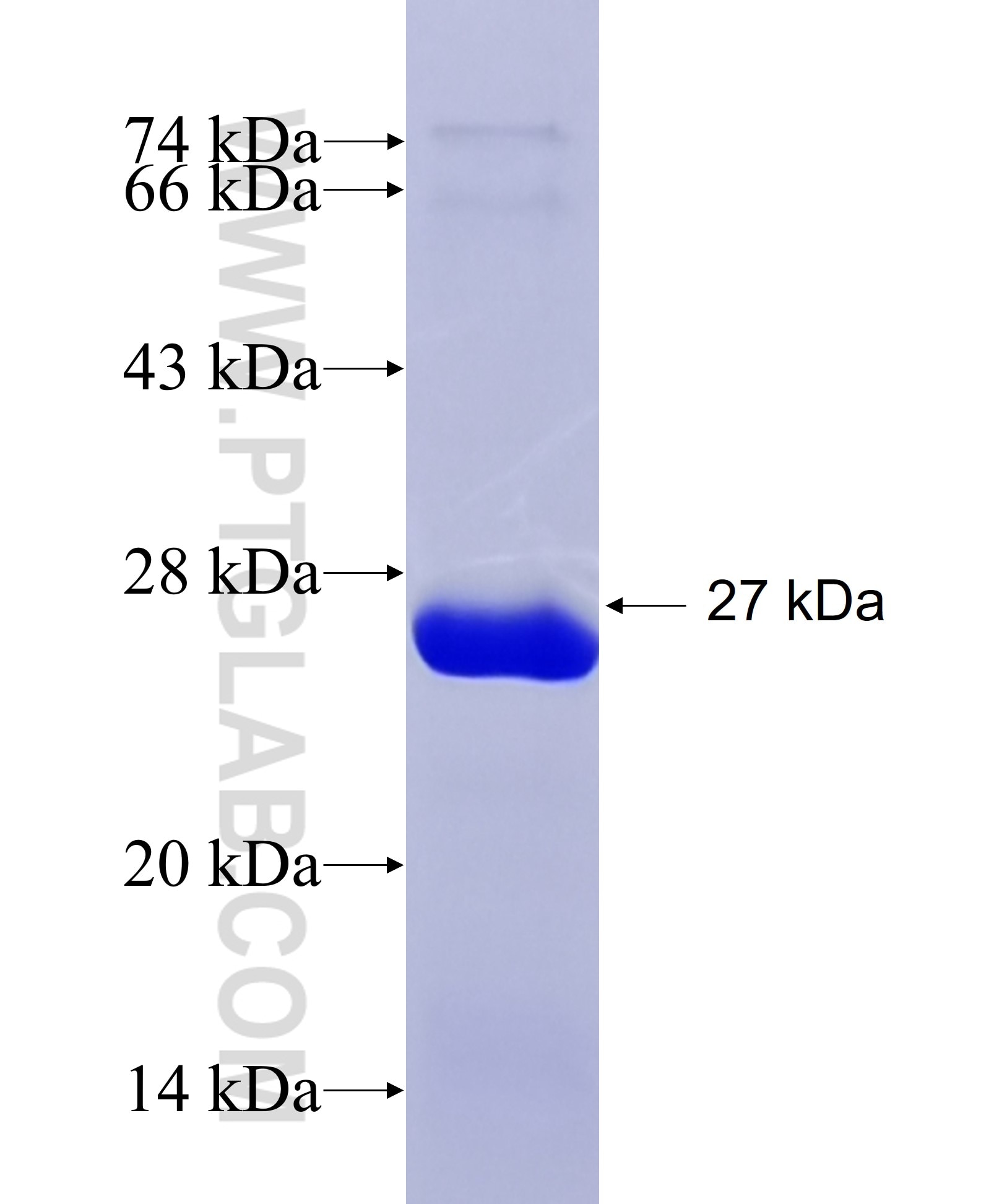 RPA2 fusion protein Ag24783 SDS-PAGE