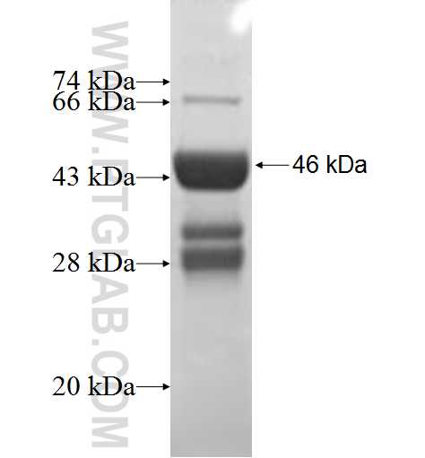 RPA2 fusion protein Ag0690 SDS-PAGE