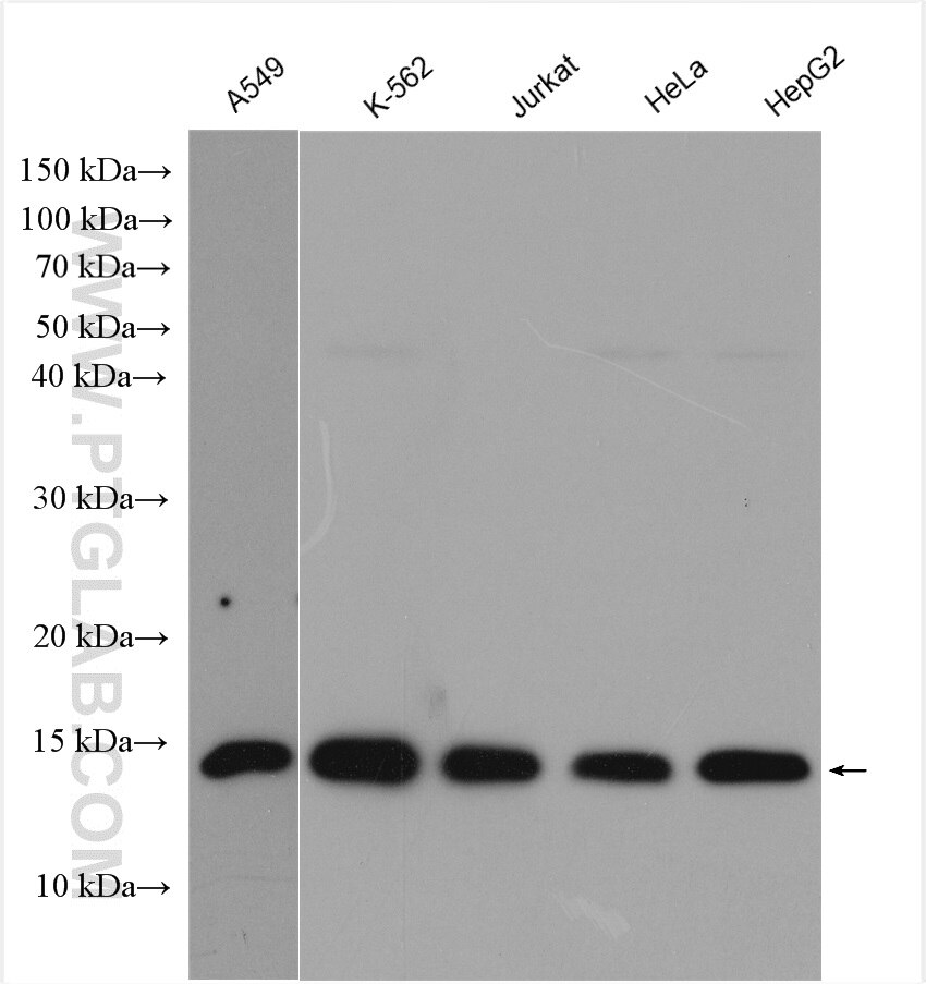 Western Blot (WB) analysis of various lysates using RPA3 Polyclonal antibody (10692-1-AP)