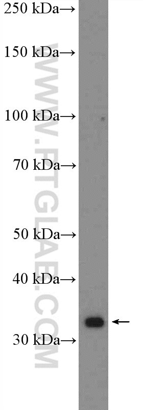 Western Blot (WB) analysis of HeLa cells using RPA4 Polyclonal antibody (18144-1-AP)