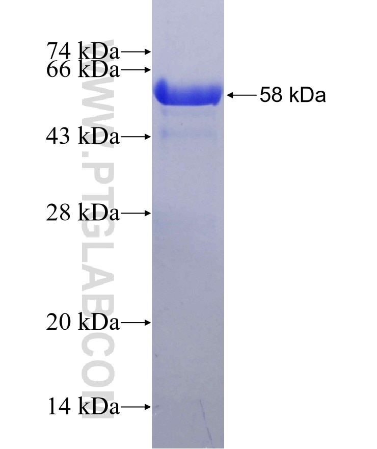 RPA4 fusion protein Ag12800 SDS-PAGE