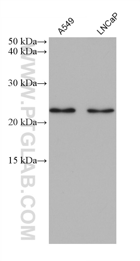 Western Blot (WB) analysis of various lysates using RPAIN Monoclonal antibody (68546-1-Ig)