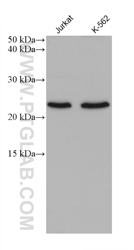 Western Blot (WB) analysis of various lysates using RPAIN Monoclonal antibody (68546-1-Ig)
