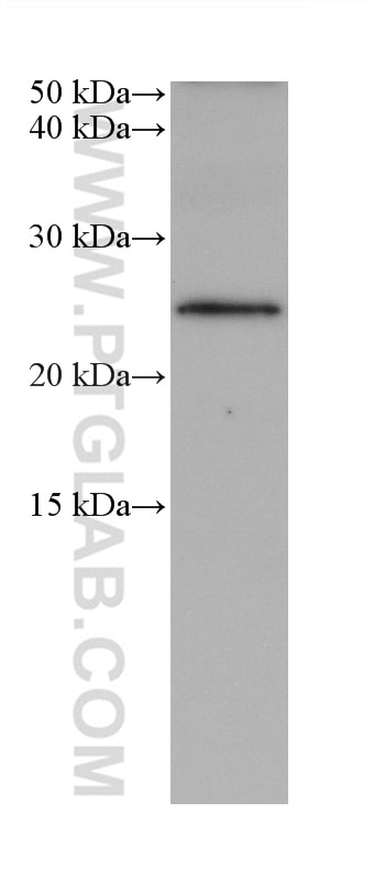 Western Blot (WB) analysis of A2780 cells using RPAIN Monoclonal antibody (68546-1-Ig)