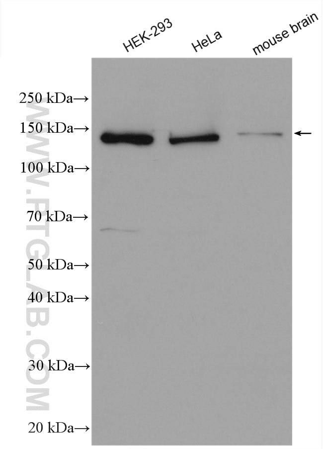 Western Blot (WB) analysis of various lysates using RPAP1 Polyclonal antibody (15138-1-AP)