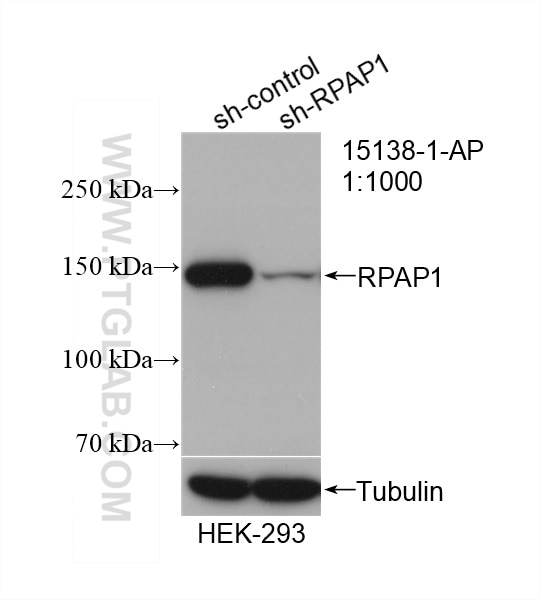Western Blot (WB) analysis of HEK-293 cells using RPAP1 Polyclonal antibody (15138-1-AP)